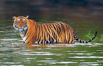 Indian Wildlife Tours