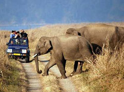 Corbett National Park Tour 1