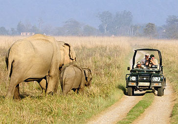 Wildlife Tour Packages